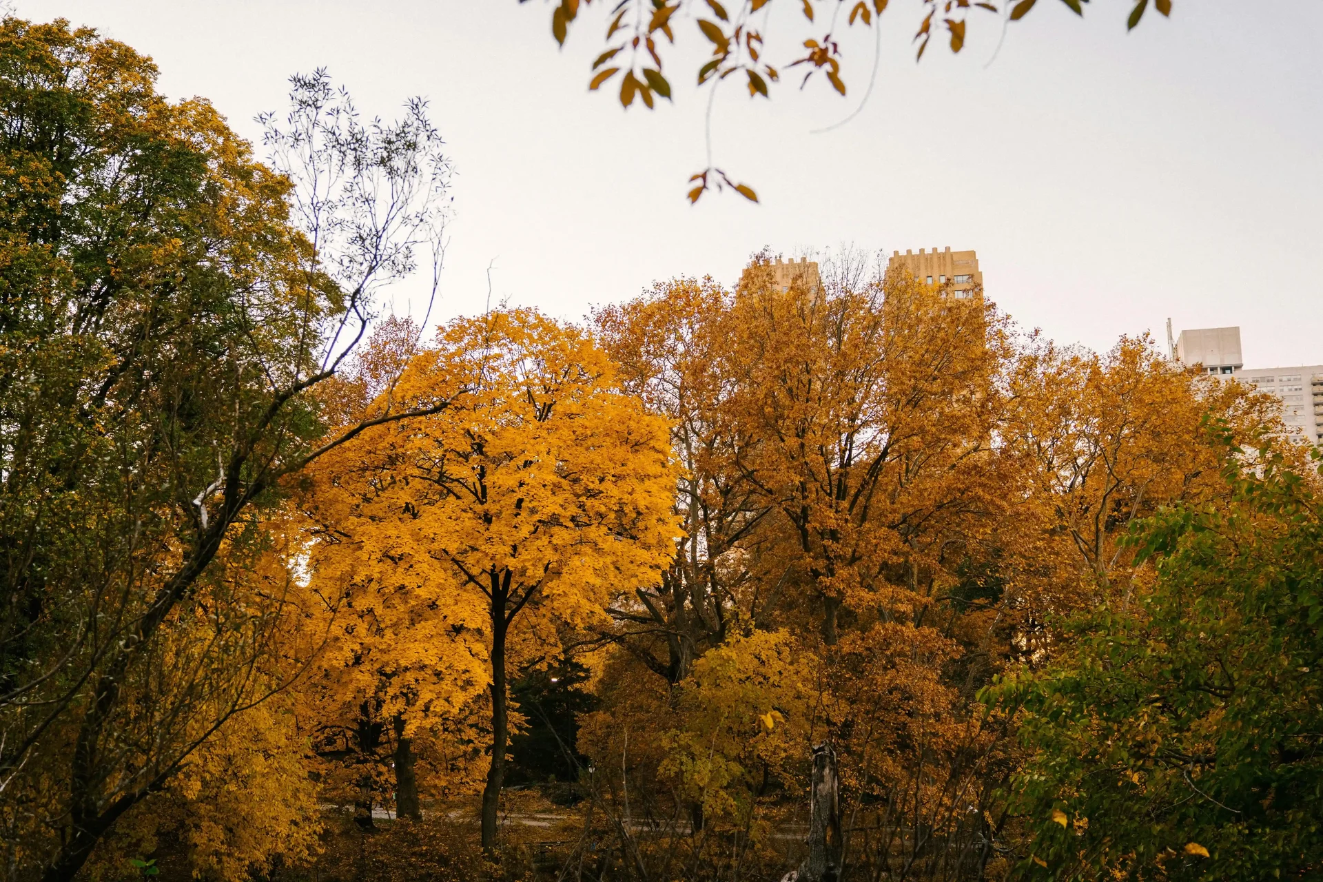 Árvores de outono no Central Park em Nova York.