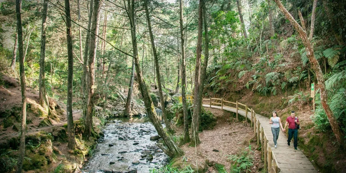 Floresta com um rio ao centro, uma passarela a direita e um homem e uma mulher caminhando de mãos dadas